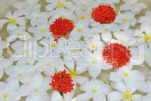 White tropical frangipanis flowers background
