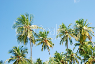 Coconut palm trees