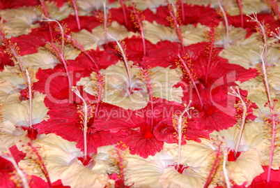 Red and yellow hibiscus pistilles flowers