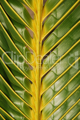 Vibrant coconut palm tree detail/background