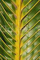 Vibrant coconut palm tree detail/background