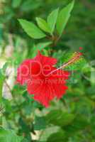 Red hibiscus pistilles flower