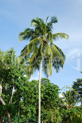 Coconut palm tree