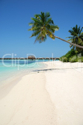 Beach paradise with palm tree hanging