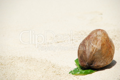 Coconut fruit on a tropical sandy beach