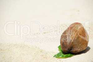 Coconut fruit on a tropical sandy beach