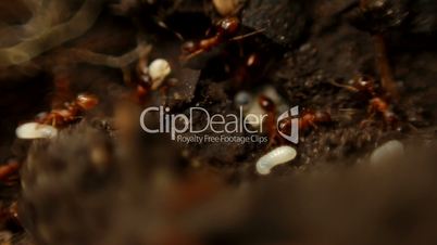 Ants moving their larva near the anthill.