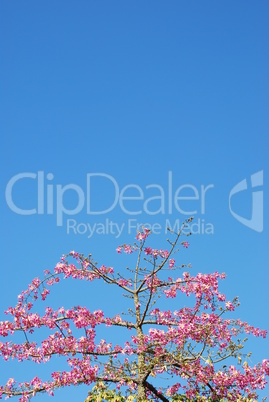 Pink weigela tree (sky background)
