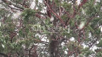 Snow and pine on the background