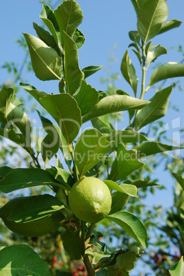 Unripe lemon