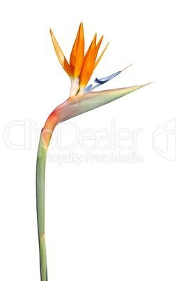 Beautiful strelitzia flower (isolated over white)