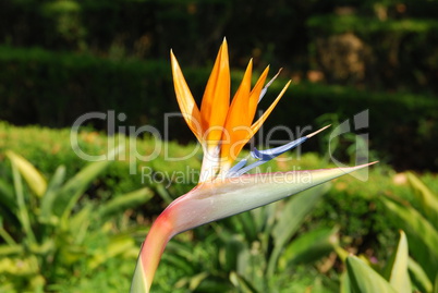 Beautiful strelitzia flower