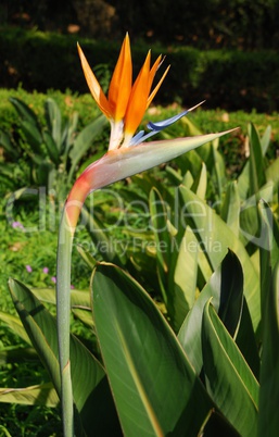 Beautiful strelitzia flower