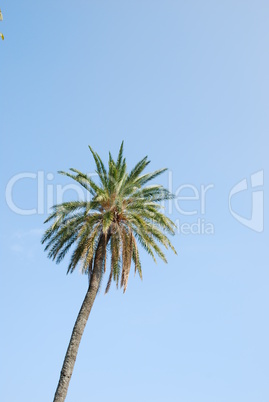 Palm tree with blue sky background