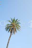 Palm tree with blue sky background