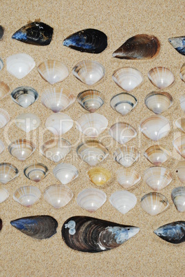 Seashells background on sand