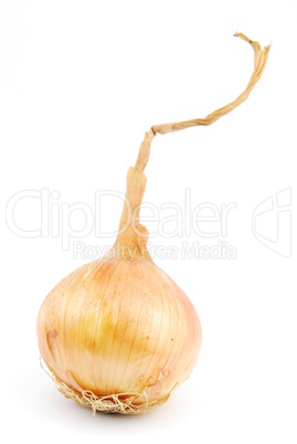 Onion on white