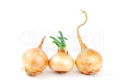 Onions on white