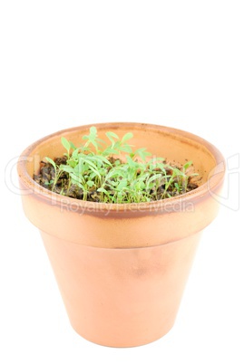 Young parsley plant on a terra cotta pot (white background)