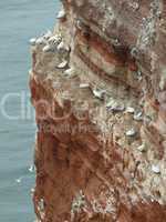Vögel an einem Felsen auf Helgoland