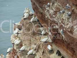 Vögel auf Helgoland