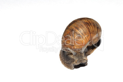 schnecke blatt