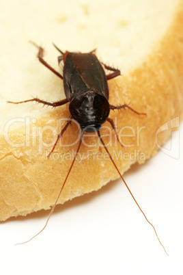 Cockroach on a slice of bread