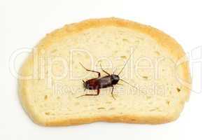 Cockroach on a slice of bread