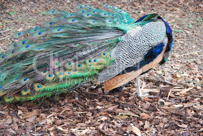 Shy peacock