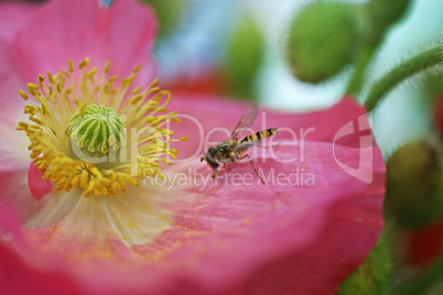 schwebfliege auf rosa mohn