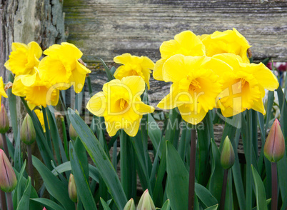 Spring daffodils flowers with wooden fence.