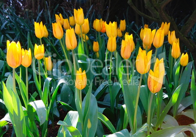 Yellow tulips with dark background.