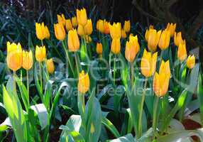 Yellow tulips with dark background.