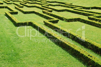 Green cuted bushes