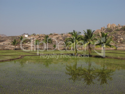 Coconut  trees and rice fields, India