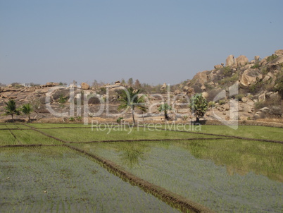 Rice fields and coconut trees, Hampi, India