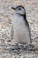 Magellan Pinguin Küken