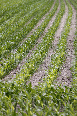 Feld mit jungen Maispflanzen