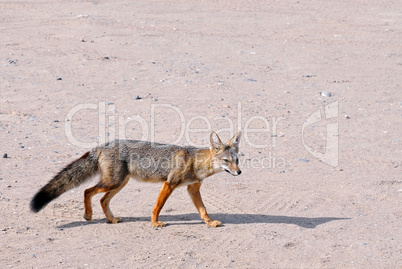 Patagonischer Fuchs