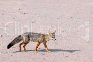 Patagonischer Fuchs