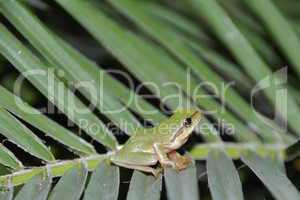 Tree frog