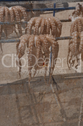 Drying octopus