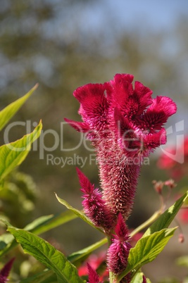 Cockscomb flower