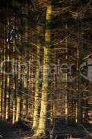 Fichtenwald im Abendlicht