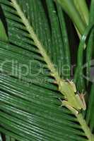 Tree frog