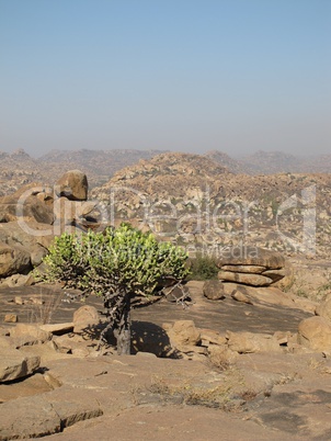 Tree And Granite Mountains,