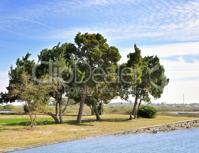 Trees By The Lake