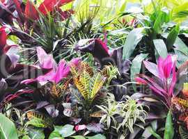 Tropical Plants