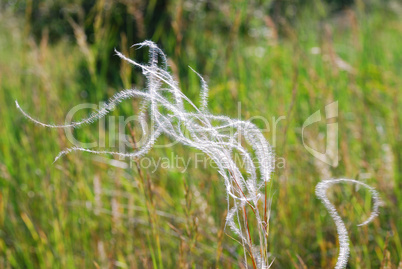 federgras im wind