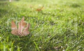 Maple leaf on grass